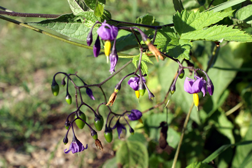 Solanum dulcamara / Morella rampicante